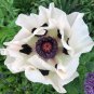 White Oriental Poppy Papaver orientale  - 40 Seeds