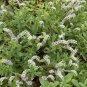 Wild Native Seaside Heliotrope Heliotropium curassavicum - 25 Seeds