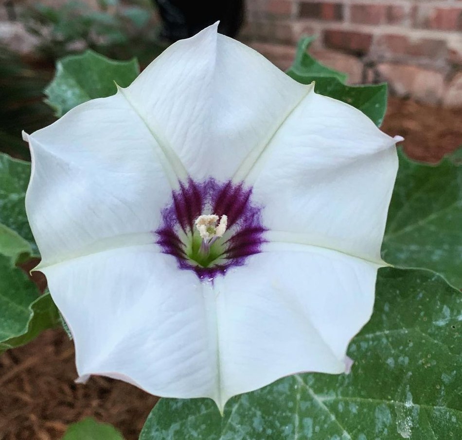 datura discolor