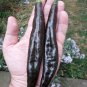 Pasilla Chilaca Pepper Mole Chile Capsicum annuum - 20 Seeds