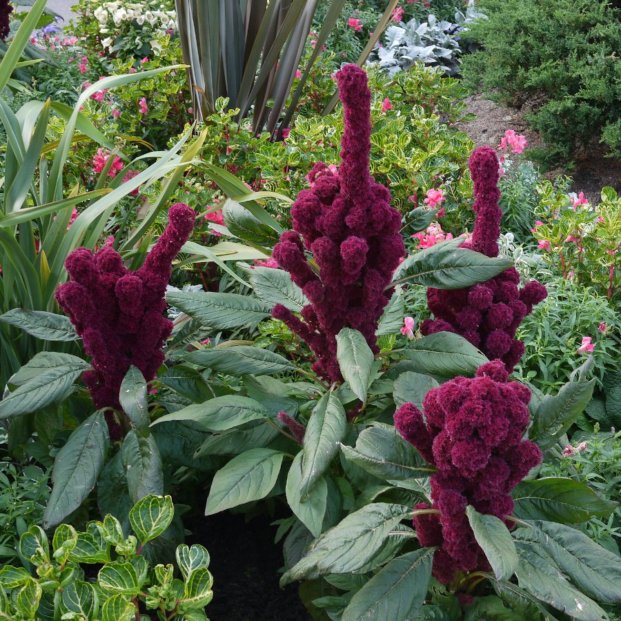 Grain Amaranth Elephant Head Amaranthus gangeticus - 150 Seeds