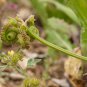 Bizarre French Heirloom Prickly Scorpions Tail Scorpiurus muricatus - 15 Seeds