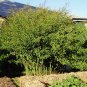 Gandules Heirloom Pigeon Pea Tree Pea Perennial Cajanus Cajan - 40 Seeds