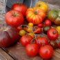 Organic Heirloom Tomato Seeds Rainbow Blend - 50 Seeds