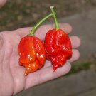 HOT! Trindad Moruga Butch T Scorpion Chili Pepper Capsicum chinense - 10 Seeds