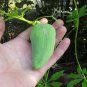 Peruvian Heirloom Achocha Caigua Slipper Gourd Cyclanthera  - 10 Seeds