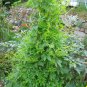 Achocha Peruvian Caigua Slipper Gourd Cyclanthera â 10 Seeds