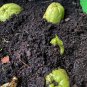 Mirliton Chayote Pear Squash Organic Sechium edule - 2 Whole Fruits Seeds