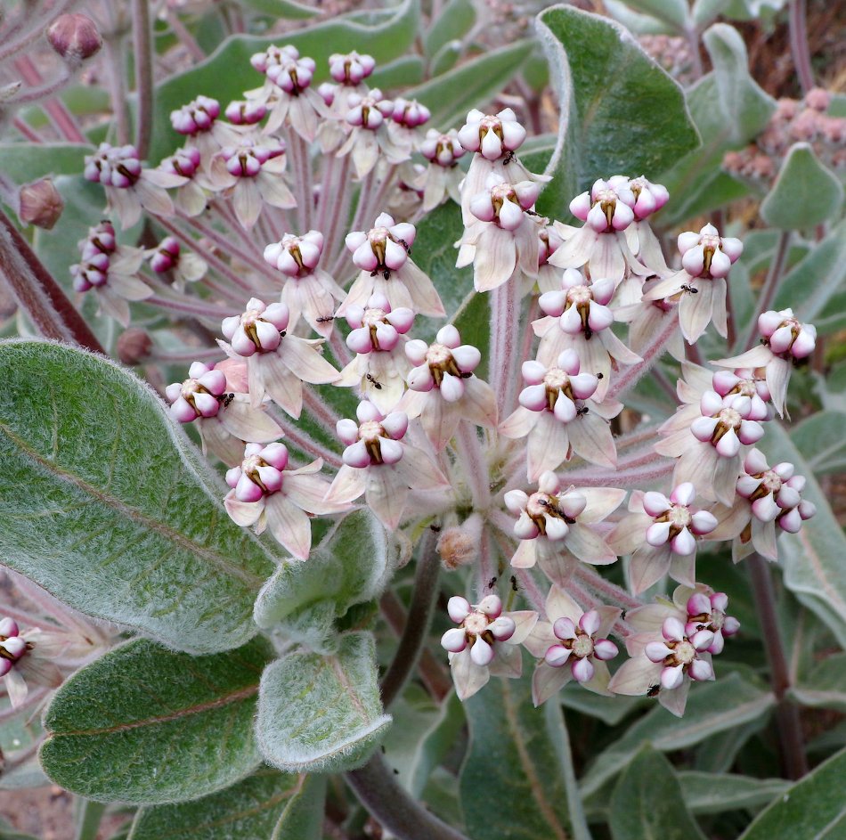 Wild Indian California Monarch Milkweed Kotolo Rare Asclepias eriocarpa ...