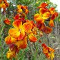 English Wallflower Erysimum Cheiranthus Cheiri - 200 Seeds