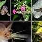 Night Shift Bat Habitat Flower Seed Collection - 6 Varieties