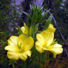 Native Hoary Evening Primrose OG Oenothera biennis - 1000 Seeds