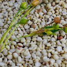 Rare Job's Tears Pearl Barley Coix lacryma-jobi - 20 Seeds