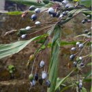 Ornamental Job's Tears Pearl Bead Grass Coix lacryma-jobi - 20 Seeds