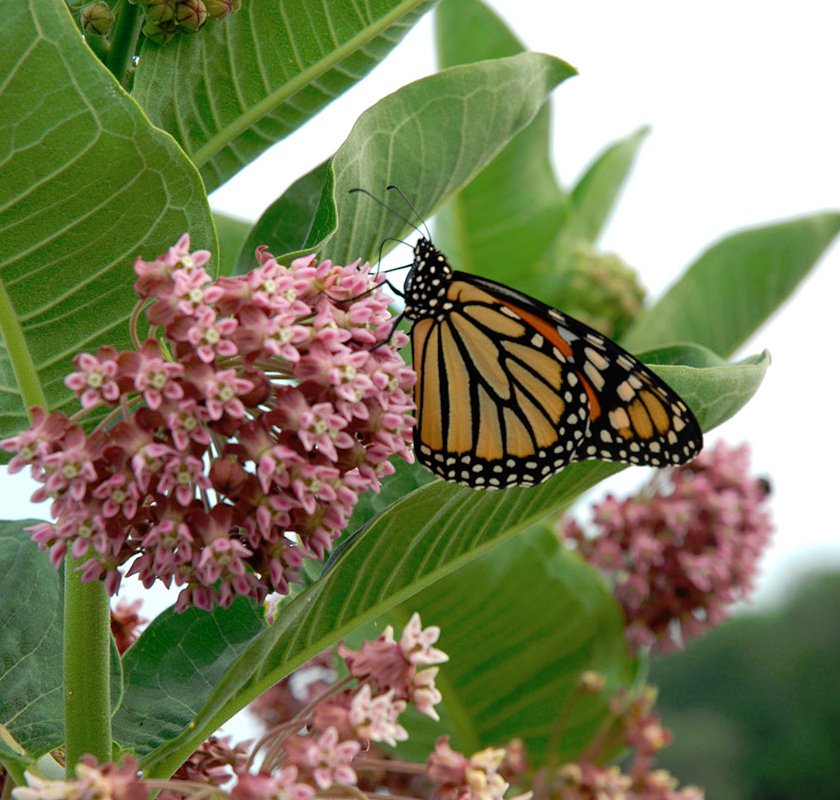 Common Butterfly Milkweed Virginia Silk Asclepias Syriaca - 1 Live Plant