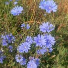Chicory Blue Organic Herb Cichorium intybus - 300 Seeds