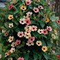 Spanish Eyes Black-Eyed Susan Vine Thunbergia alata - 10 Seeds