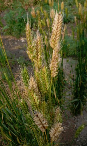 Heirloom Einkorn Wheat Ancient Grain Organic Triticum monococcum - 100 Seeds