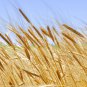 Heirloom Einkorn Wheat Ancient Grain Organic Triticum monococcum - 100 Seeds