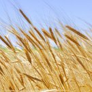Ancient Grain Heirloom Einkorn Wheat Organic Triticum monococcum - 100 Seeds