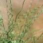 Curly Wurly Corkscrew Rush Juncus effusus spiralis - 25 Seeds