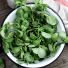 Wild Salad Purslane Heirloom Portulaca oleracea sativa - 100 seeds