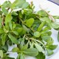 Wild Salad Purslane Heirloom Portulaca oleracea sativa - 100 seeds