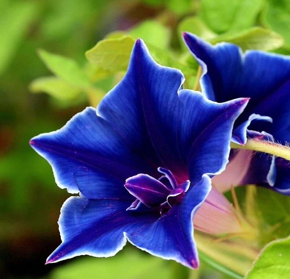 Blue Japanese Morning Glory Picotee Ipomoea nil - 10 Seeds