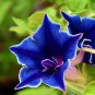 Blue Japanese Morning Glory Picotee Ipomoea nil - 10 Seeds