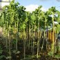 Rare Jersey Cabbage Walking Stick Kale Brassica oleracea longata - 20 Seeds