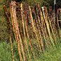 Rare Jersey Cabbage Walking Stick Kale Brassica oleracea longata - 20 Seeds