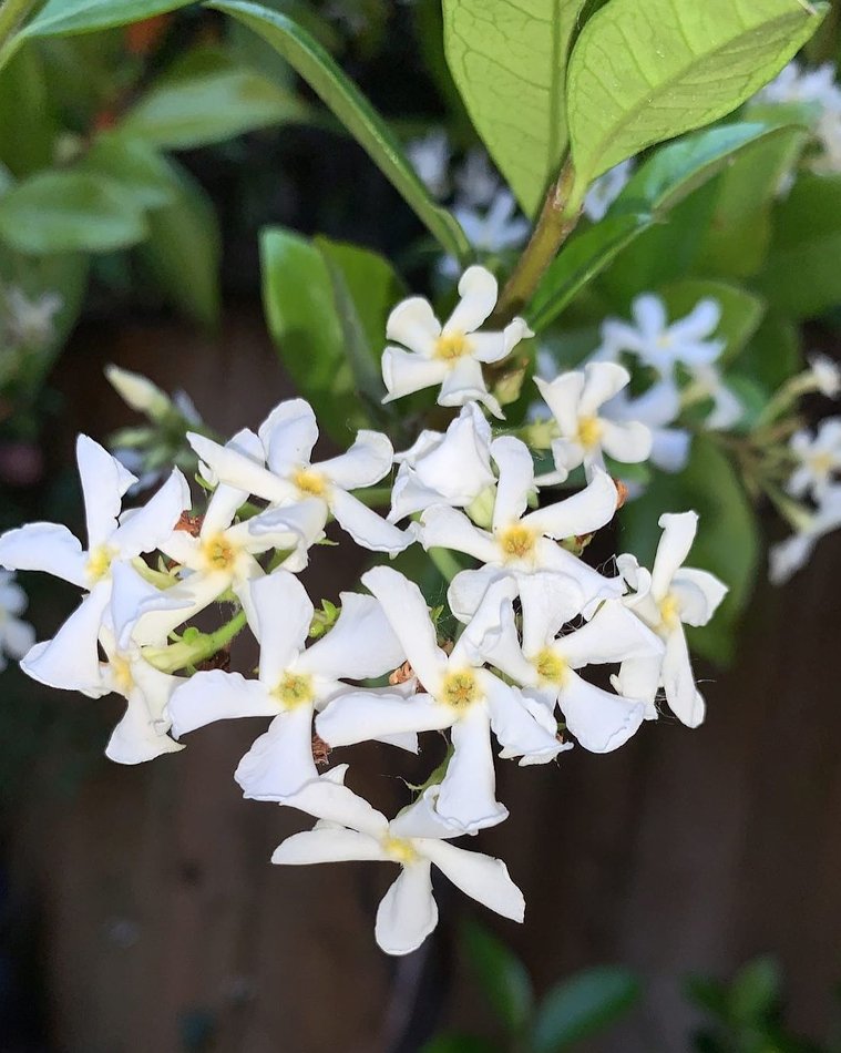 Fragrant C0nfederate Star Jasmine Vine Trachelospermum jasminoides 10