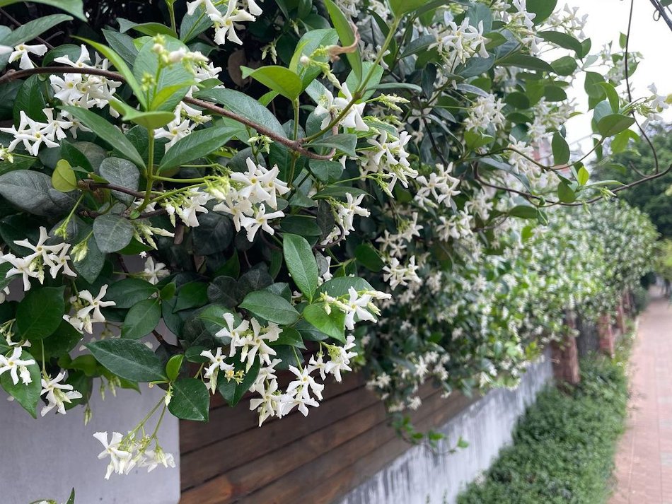 Fragrant Southern Star Jasmine Vine Trachelospermum jasminoides 10