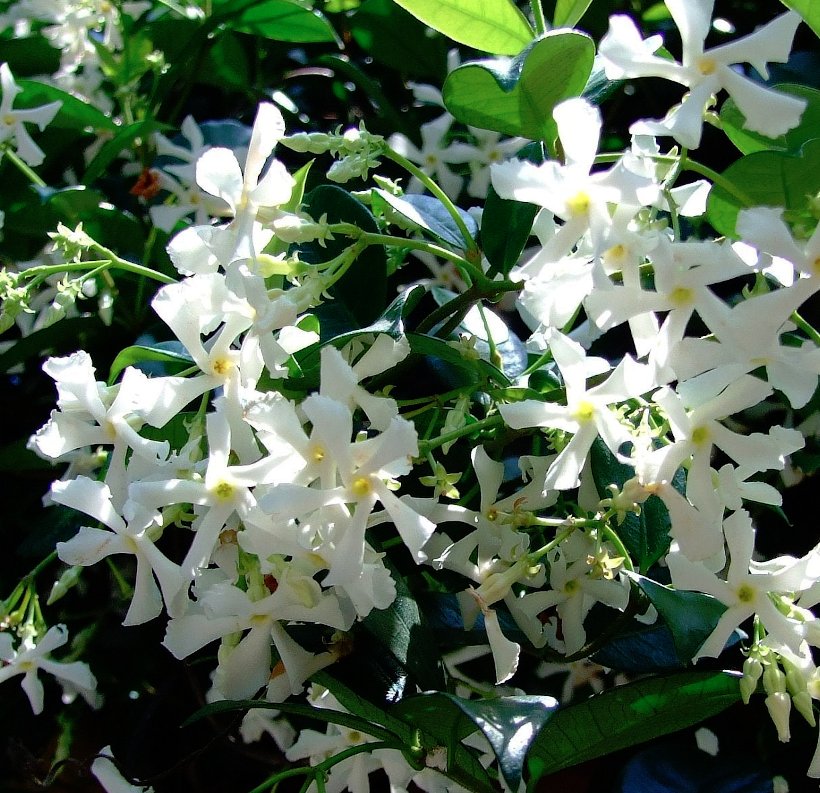 Fragrant Southern Star Jasmine Vine Trachelospermum jasminoides - 10 ...