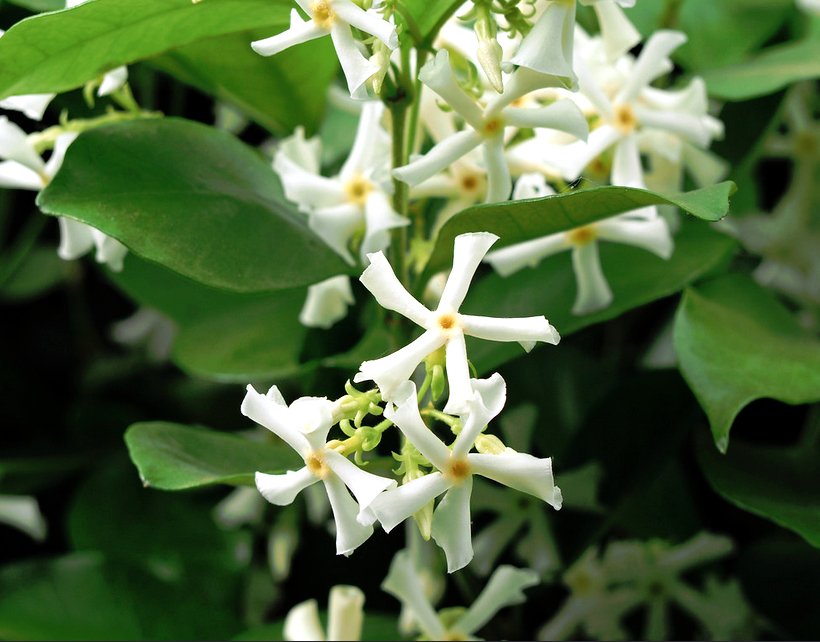 Fragrant Southern Star Jasmine Vine Trachelospermum Jasminoides 10 