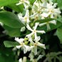 Fragrant Southern Star Jasmine Vine Trachelospermum jasminoides - 10 Cuttings