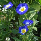 Sale! Royal Blue Dwarf Morning Glory Convolvulus tricolor 2 for 1 - 30 Seeds