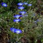 Fairy Garden Blue Dwarf Morning Glory Convolvulus tricolor minor - 30 Seeds