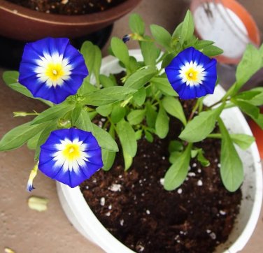 Fairy Garden Blue Dwarf Morning Glory Convolvulus tricolor minor - 30 Seeds