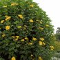 Magnificent Tree Marigold Bolivian Sunflower Tithonia diversifolia - Live Plant