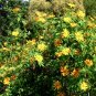 Magnificent Tree Marigold Bolivian Sunflower Tithonia diversifolia - Live Plant