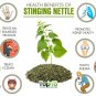 Native Stinging Nettle Herb Urtica Dioica - 1000 Seeds