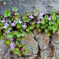 Ivy-leafed Toadflax Kenilworth Ivy Cymbalaria muralis - 100 Seeds