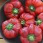 Heirloom Pimiento Hungarian Sweet Pepper Capsicum annuum - 30 Seeds