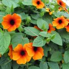 Orange Susie Black-Eyed Susan Vine Thunbergia alata - 10 Seeds