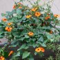 Orange Susie Black-Eyed Susan Vine Thunbergia alata - 10 Seeds