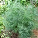 Dill Kitchen Herb Organic Anethum graveolens - 100 Seeds