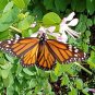 Exotic Phanera Fairy Butterfly Vine Bauhinia yunnanensis - 5 Seeds