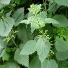 Native Stinging Nettle Herb Urtica Dioica - 1000 Seeds