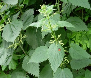 Native Stinging Nettle Herb Urtica Dioica - 1000 Seeds